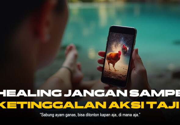 Keunikan Ayam Bangkok dalam Sabung Ayam SV388
