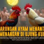 Mengenal Jenis Ayam Aduan di Platform SV388 yang Wajib Diketahui