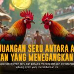 Odds dan Jenis Ayam Terpopuler dalam Sabung Ayam SV388