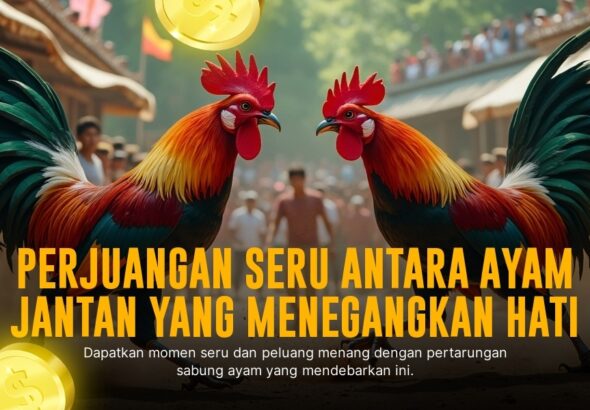 Odds dan Jenis Ayam Terpopuler dalam Sabung Ayam SV388