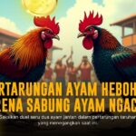 Menelusuri Dunia Sabung Ayam SV388: Jenis Ayam dan Peluang Menang