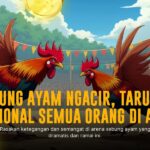 S128 Sabung Ayam: Mengenal Jenis Ayam Aduan dan Peluang Taruhan