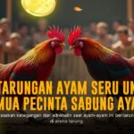 Mengenal Jenis Ayam Aduan Paling Populer di SV388