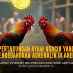 Mengupas Tuntas Sabung Ayam SV388: Jenis Ayam, Odds, dan Provider Terpercaya