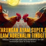Kenali Jenis-Jenis Ayam Sabung Dalam SV388 dengan Odds Terbaik