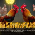 Odds dan Jenis Ayam Terbaik di SV388 Sabung Ayam Online