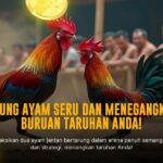 Membongkar Rahasia Jenis Ayam Aduan di SV388