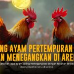 Kehebatan Ayam Bangkok dalam Sabung Ayam SV388