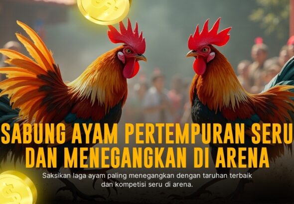 Kehebatan Ayam Bangkok dalam Sabung Ayam SV388