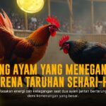 Mengenal Ayam Bangkok: Raja Sabung Ayam yang Menawan