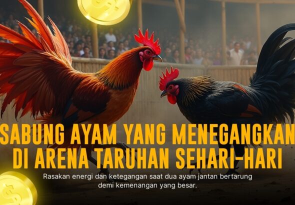 Mengenal Ayam Bangkok: Raja Sabung Ayam yang Menawan