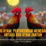 Mengungkap Rahasia Sabung Ayam SV388: Jenis Ayam, Odds, dan Provider Terpercaya