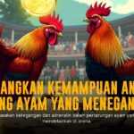 Membongkar Rahasia Jenis Ayam Aduan S128 yang Paling Unggul