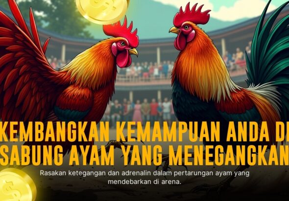 Membongkar Rahasia Jenis Ayam Aduan S128 yang Paling Unggul