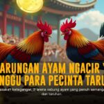 Mengenal Jenis Ayam Aduan SV388 yang Populer