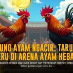 Membedah Sabung Ayam S128: Jenis Ayam, Odds & Keunggulan Provider