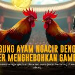Mengenal Ayam Bangkok, Raja Sabung Ayam Terpopuler