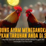 Mengenal Jenis Ayam Aduan SV388 yang Populer Saat Ini
