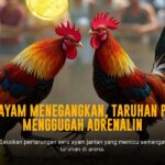 Mengenal Jenis-Jenis Ayam Aduan dan Odds Sabung Ayam SV388