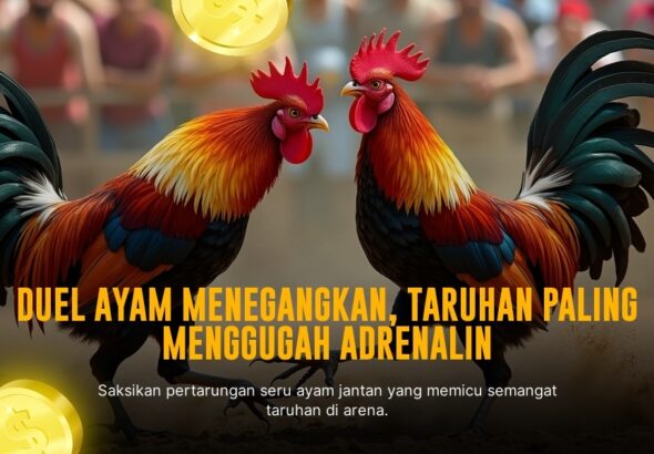 Mengenal Jenis-Jenis Ayam Aduan dan Odds Sabung Ayam SV388